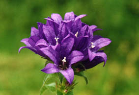 Campanula glomerata